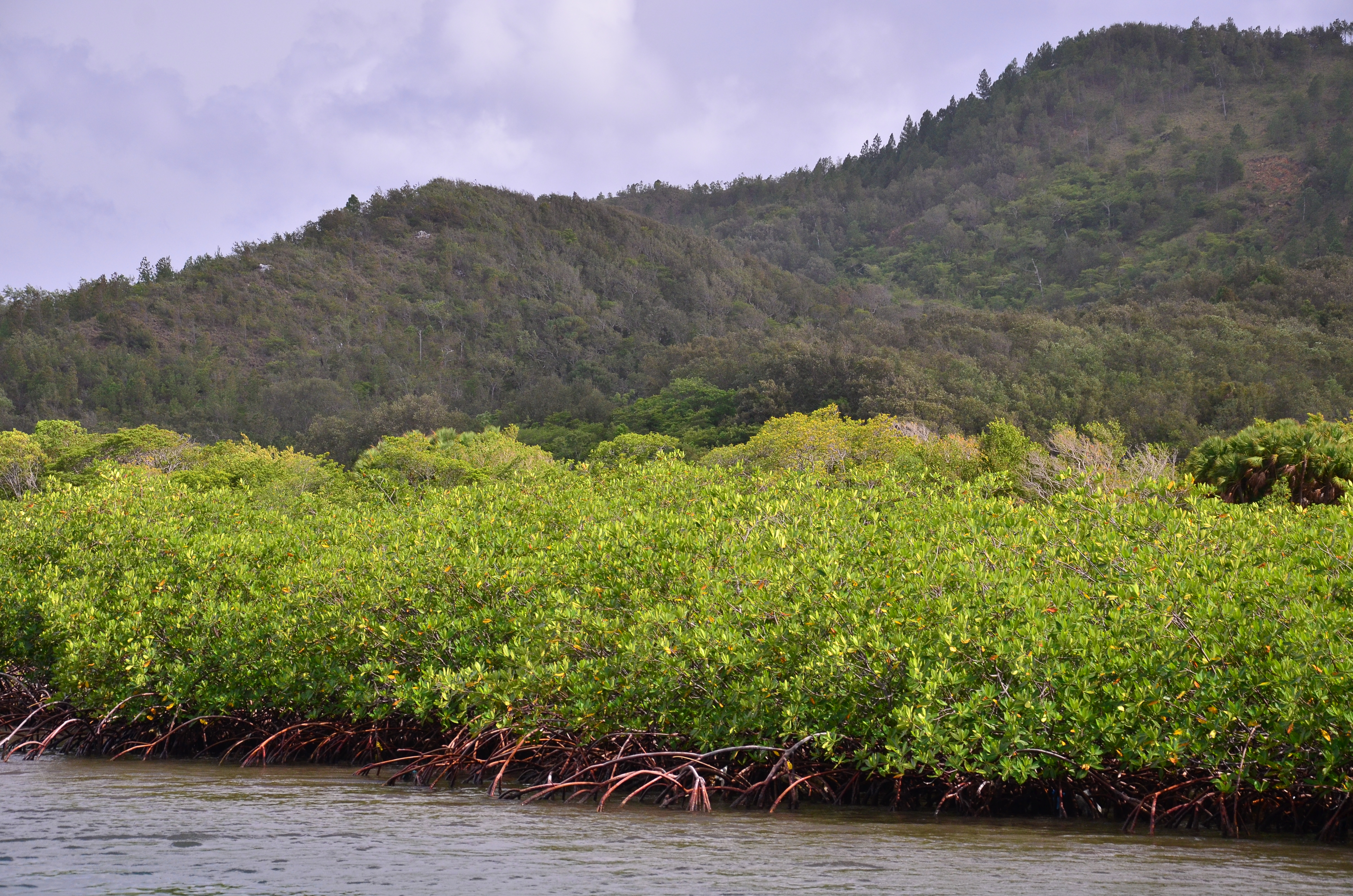 Vista del manglar y montaña de pino desde el canal